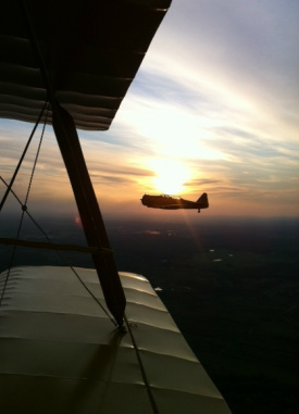 Tiger Moth
