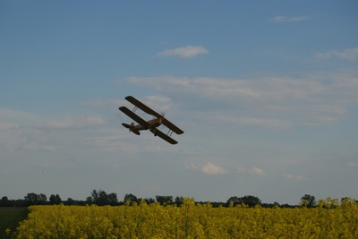 Tiger Moth
